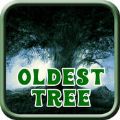 Oldest TreeϷ