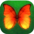 Ϸֻ׿棨Pop Butterfly v 1.0